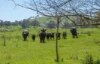'Springfield' 546 Gallymont Road, Mandurama NSW 2792-Image