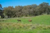 'Springfield' 546 Gallymont Road, Mandurama NSW 2792-Image