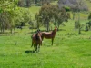 'Springfield' 546 Gallymont Road, Mandurama NSW 2792-Image