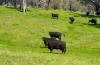 'Springfield' 546 Gallymont Road, Mandurama NSW 2792-Image