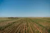 Stirlings, Pompies & Town, Loxton, SA 5333-Image