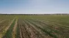 Stirlings, Pompies & Town, Loxton, SA 5333-Image
