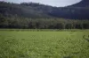 'Tanamera' Allambie Road, Bellata, NSW 2397-Image