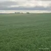 Tatiara Farm, Gilliminning Road, Wickepin, WA 6370-Image