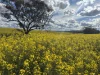 . 'Thylungra', York, WA 6302