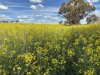 . 'Thylungra', York, WA 6302-Image