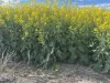 . 'Thylungra', York, WA 6302-Image