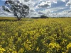 . 'Thylungra', York, WA 6302-Image
