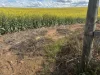 . 'Thylungra', York, WA 6302-Image