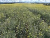. 'Thylungra', York, WA 6302-Image