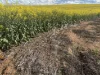 . 'Thylungra', York, WA 6302-Image