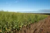 Two Hills/616 Stock Road, Jerramungup WA 6337-Image