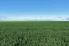 . Waiwera Lane, Bellata, NSW 2397-Image