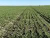 . Waiwera Lane, Bellata, NSW 2397-Image