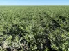 . Waiwera Lane, Bellata, NSW 2397-Image