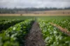 "Wanstead" 391 Cudmore Road, Cambooya QLD 4358-Image