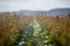 "Wanstead" 391 Cudmore Road, Cambooya QLD 4358-Image