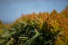 "Wanstead" 391 Cudmore Road, Cambooya QLD 4358-Image