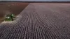 'Wardry' 13132 Lachlan Valley Way, Condobolin NSW 2877-Image