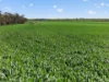 'Watervalley Farm' Broster Road, Maitland SA 5573-Image