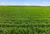 'Watervalley Farm' Broster Road, Maitland SA 5573-Image