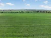 'Watervalley Farm' Broster Road, Maitland SA 5573-Image