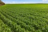 'Watervalley Farm' Broster Road, Maitland SA 5573-Image