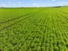 'Watervalley Farm' Broster Road, Maitland SA 5573-Image