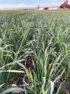 'Watervalley Farm' Broster Road, Maitland SA 5573-Image