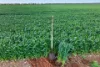 'Watervalley Farm' Broster Road, Maitland SA 5573-Image