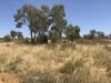Wattlevale Lot 12 Capricorn Highway, Jericho, Qld 4728-Image