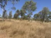 Wattlevale Lot 12 Capricorn Highway, Jericho, Qld 4728-Image