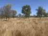 Wattlevale Lot 12 Capricorn Highway, Jericho, Qld 4728-Image