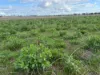 "Wendouree" 2643 Back Trundle Road, Parkes NSW 2870-Image