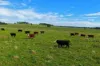 "Wendouree" 2643 Back Trundle Road, Parkes NSW 2870-Image