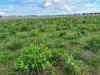 "Wendouree" 2643 Back Trundle Road, Parkes NSW 2870-Image