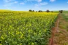 'Wilson Land' Pipeline Road, Gulnare SA 5471-Image