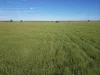 'Yarrandale' Driftway Road, Caragabal, NSW 2810-Image