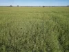 'Yarrandale' Driftway Road, Caragabal, NSW 2810-Image