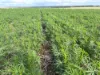 . Zis's and Garbin's, Bruce Rock, WA 6418-Image