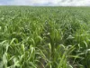 . Zis's and Garbin's, Bruce Rock, WA 6418-Image