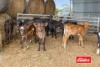 1130 Singer Road, Bamawm, Vic 3561-Image