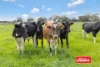 1130 Singer Road, Bamawm, Vic 3561-Image