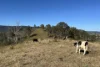 12/27 Scrubby Creek Road, Conondale, Qld 4552-Image
