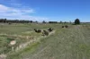 332 McColl Road, Ballendella, Vic 3561-Image