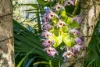 392 TUNTABLE FALLS ROAD, Nimbin, NSW 2480-Image