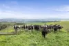 455 Buffalo North Road, Buffalo, Vic 3958-Image