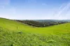 455, Buffalo VIC 3958-Image