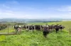 455, Buffalo VIC 3958-Image