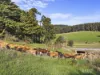 475 Limonite Road, Boolarra South, Vic 3870-Image
